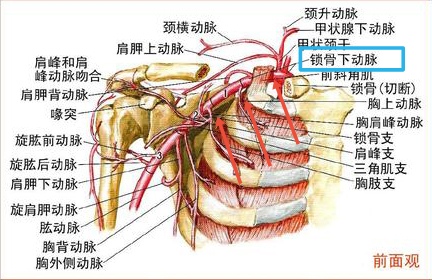 锁骨下动静脉解剖图图片
