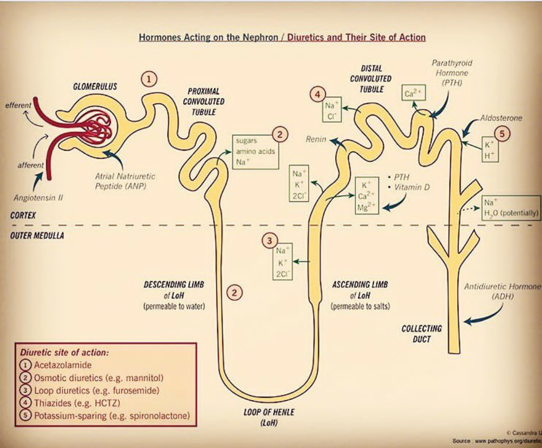 尿是如何产生的