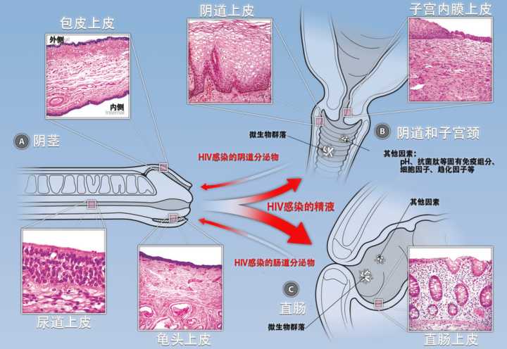 hpv病毒感染会影响生育吗