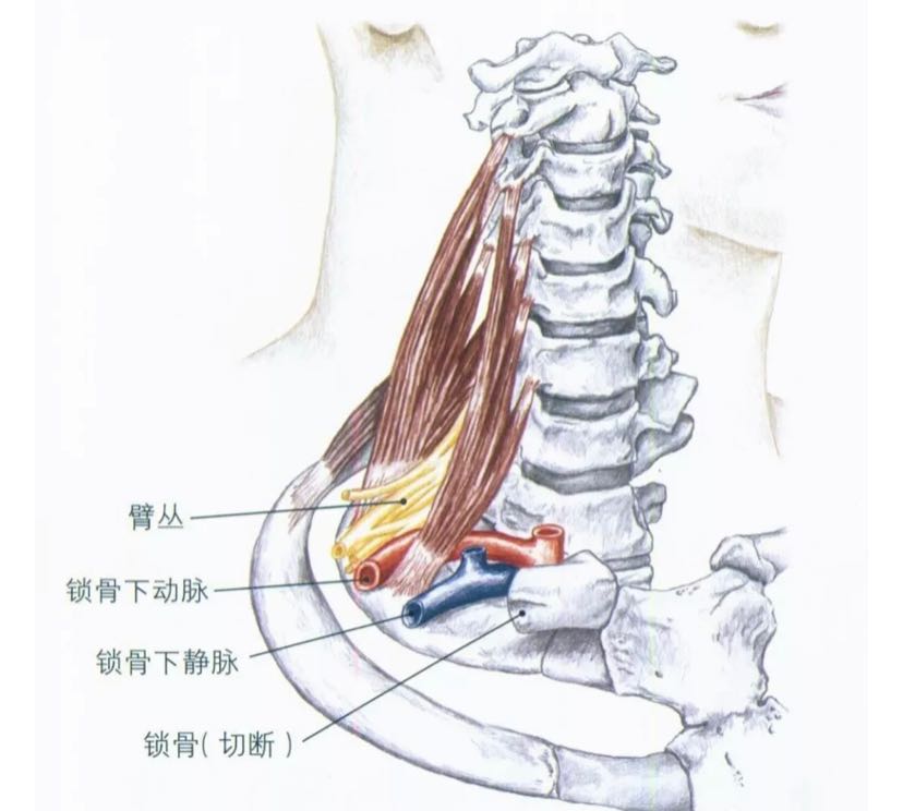 斜角肌的解剖位置图图片