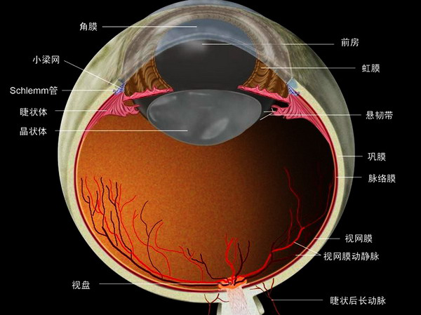 视网膜在哪个位置图片图片