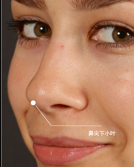 1鼻尖下小叶.jpg