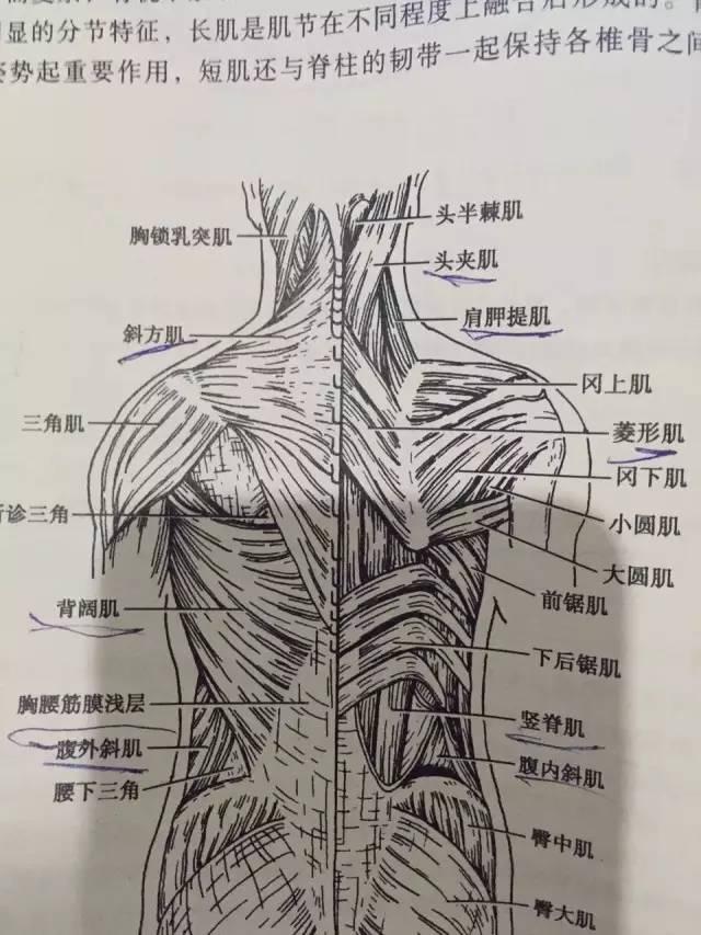 肩背图片大全和分析图片