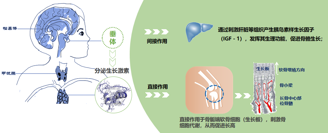 重组人生长激素的作用图片