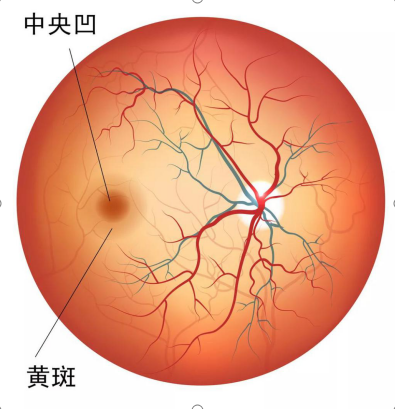 一旦黄斑区出现病变,常常会出现视力下降,眼前有黑影,视物变形等症状