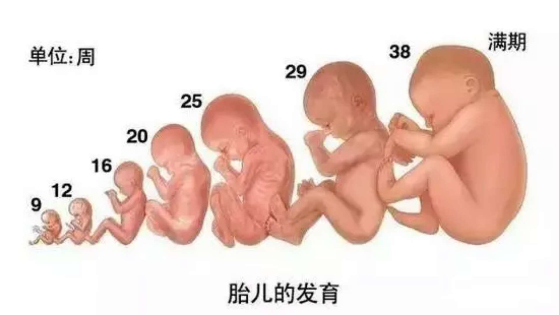 胎儿发育全过程,准妈妈们想看吗?