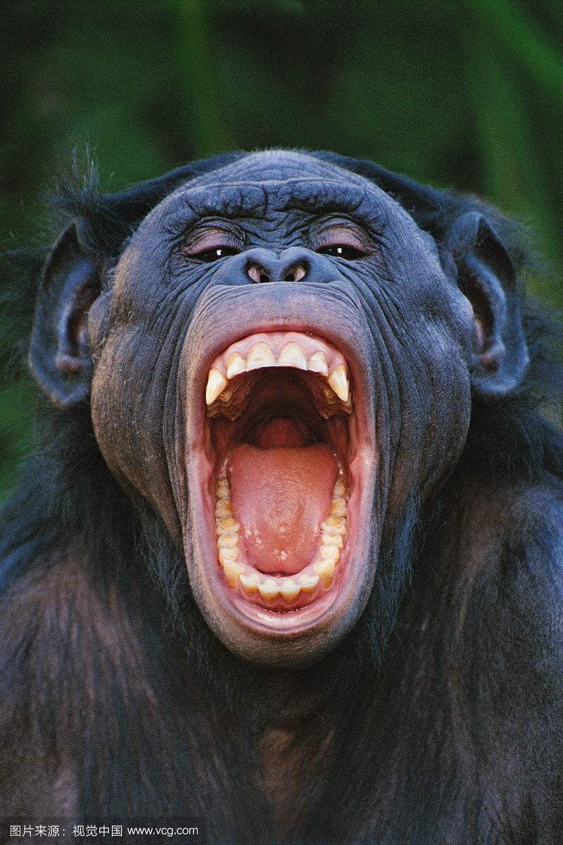 看完了《猩球崛起》,那么来自猩猩的牙到底要不要拔?