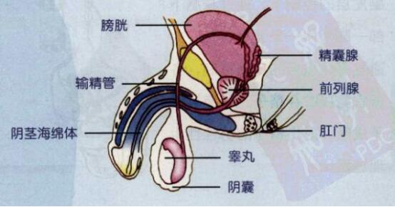 阴痉组成图片