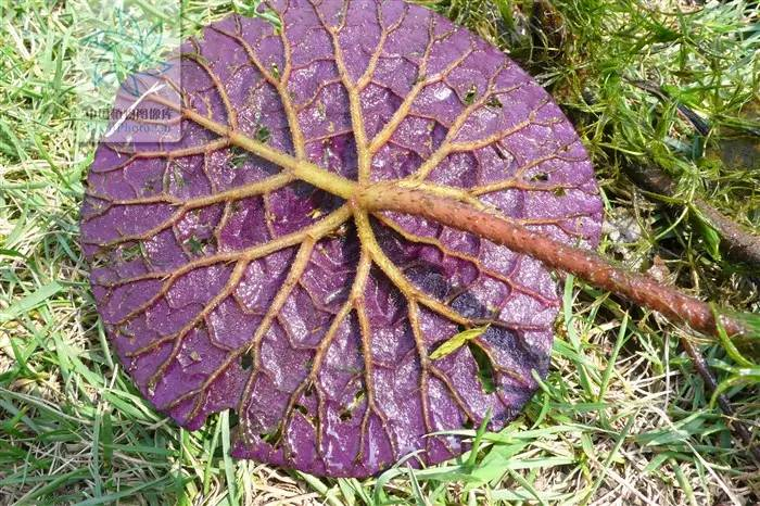 每天一味中草药:芡实,又叫鸡头米,勾芡原来用的是它