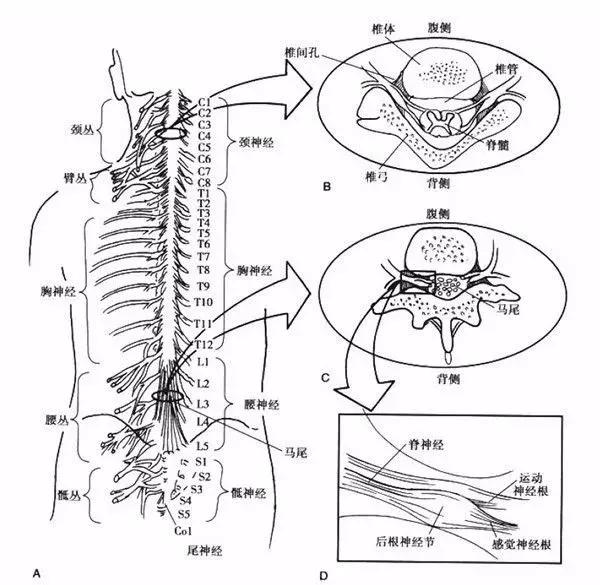 认识你的周围神经系统尤其脊神经,你还敢对脊柱保护掉以轻心?