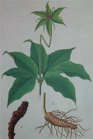 每天一味中草药:重楼,七叶一枝花,又名蚤休,能治蛇毒-张会永副主任