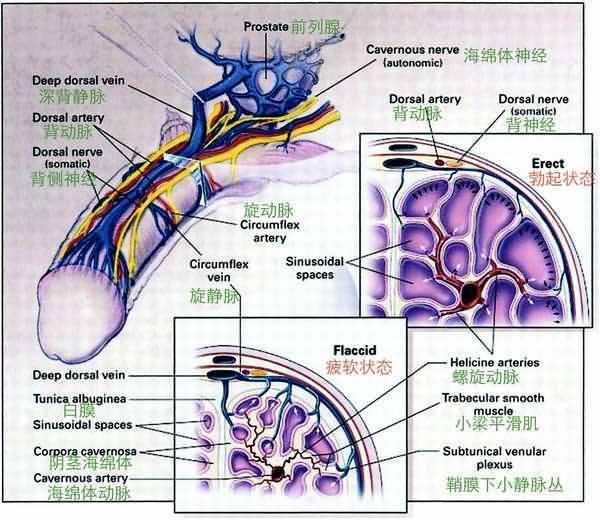 阴茎硬起来软不下去竟然是一种严重的病,再不知道就晚了!