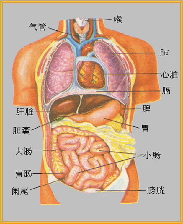 小肚子器官分布图图片