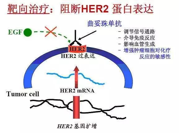 乳腺癌的靶向治疗你知道多少