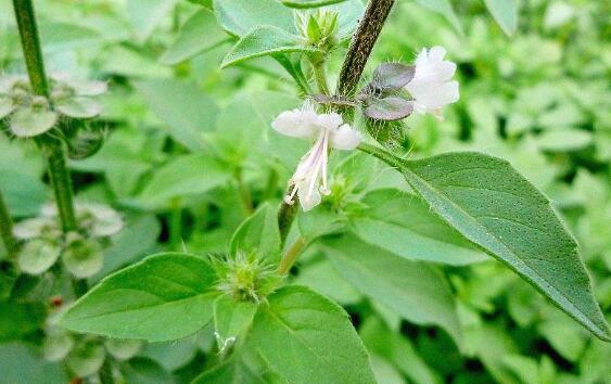 家庭常备中药之荆芥——祛风解表,治疗荨麻疹,透疹止痒
