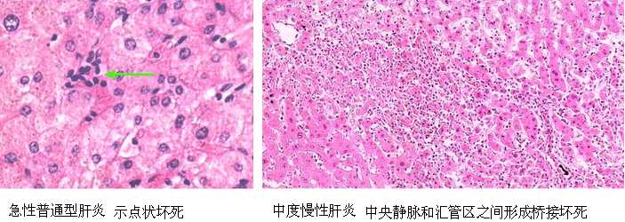 病毒究竟是怎样一种存在?