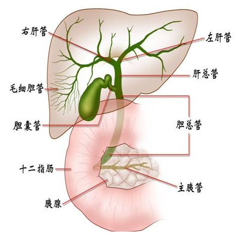 胆管图片位置示意图图片
