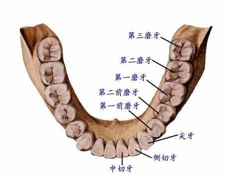 牙齿矫正为什么要拔牙