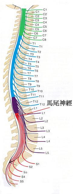 腰椎间盘突出压迫马尾神经