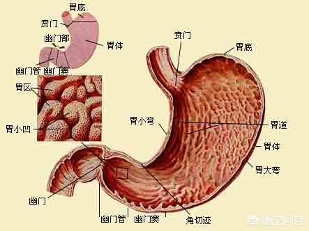 人的胃在身体的左边还是右边你分的清楚吗