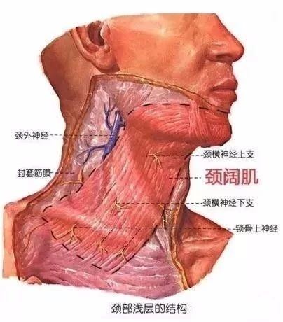 颈阔肌解剖图图片