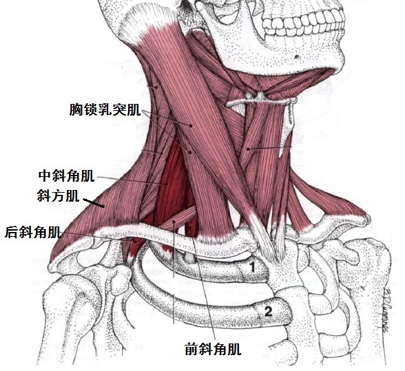 脖子肌肉素描图片