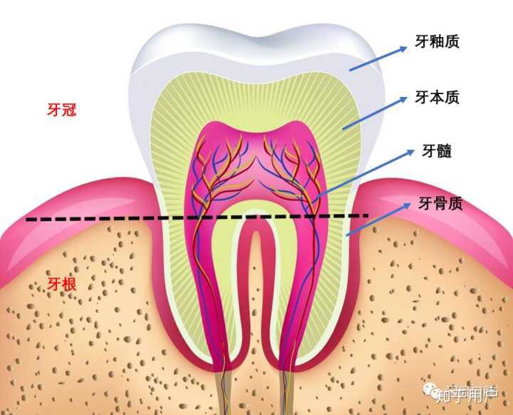 牙本质的基本结构图图片