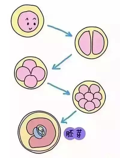 受精卵在子宫内开始发育,变成了胚胎组织,也就是我们说的胚芽