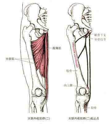 髋内收肌群与膝盖痛