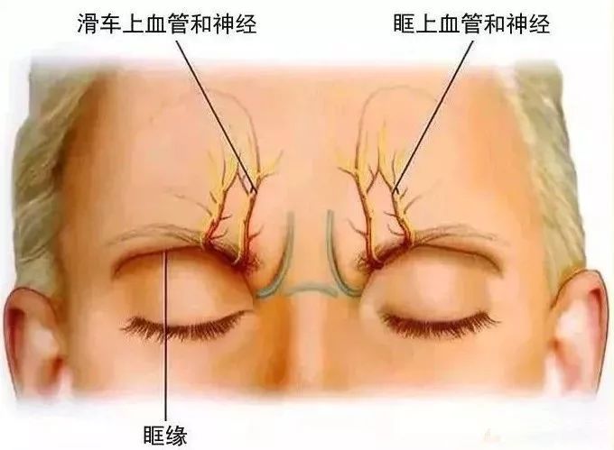 前额中央区内部的皱眉纹在一个面区之内,界纹的深面也有动脉走行鼻