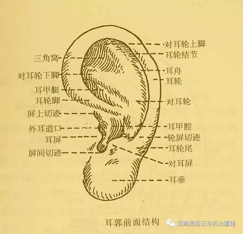 一般来说,相比起材料支架造耳而言,耳屏,三角窝的细微结构和颅耳角没