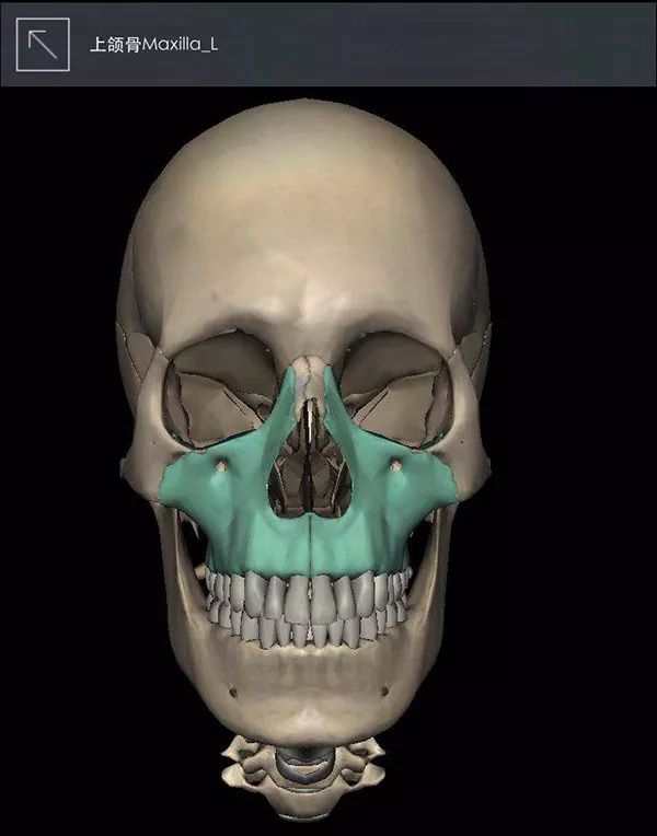 双鄂=上颚(上颌骨) 下颚(下颌骨),也是下图带颜色部分.
