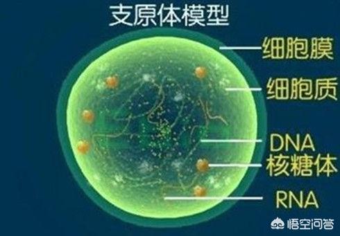 解脲支原体和人型支原体呈阳性怎么办