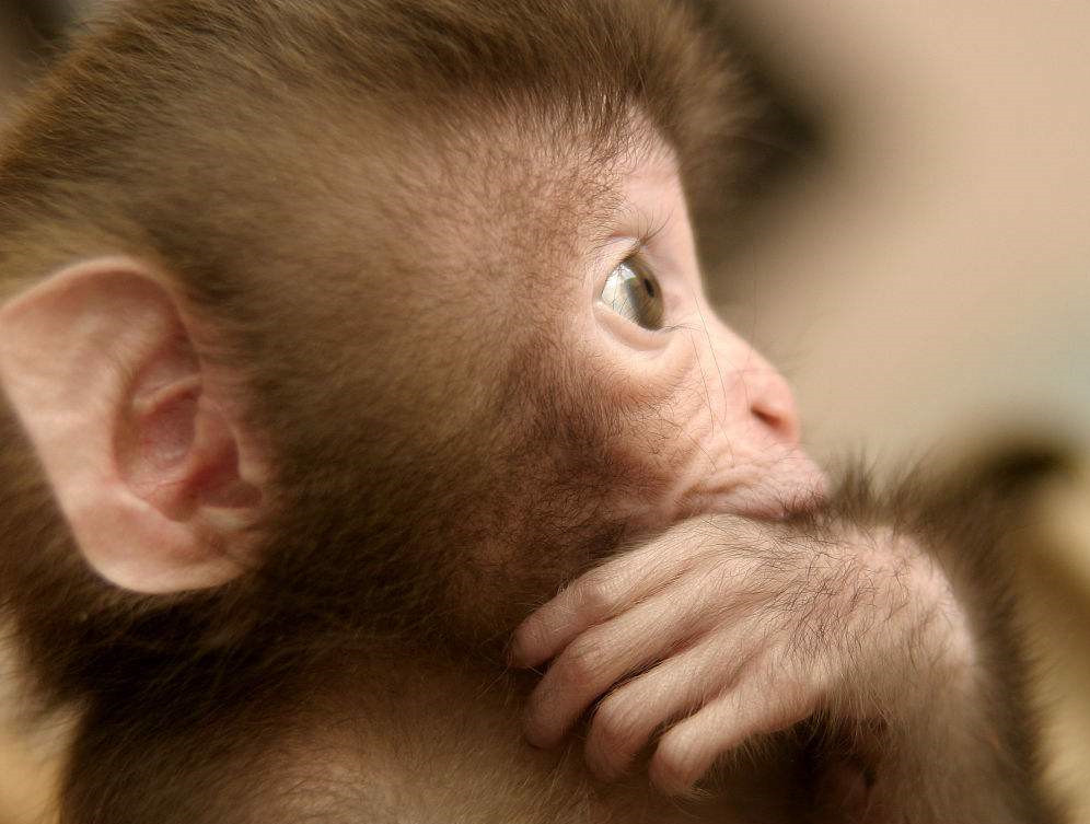 这一点可以通过比较各种动物的耳朵形状,特别是人类的近亲猿,猴子等灵