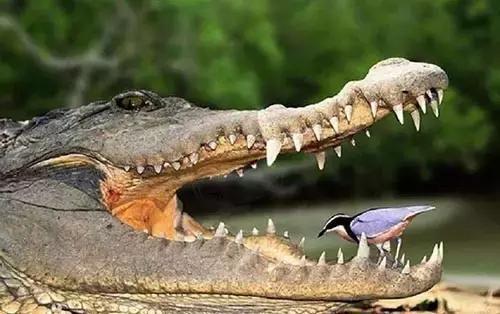 涨姿势为什么动物从不刷牙牙齿却依然健康