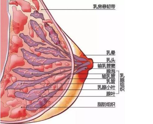 严肃论证 胸真的会被男友 摸摸大 吗 李春财 爱问医生