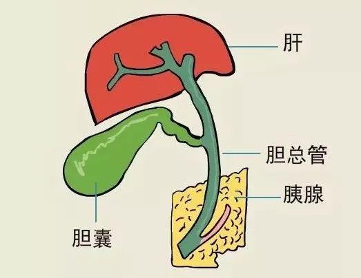 胆子胆囊图片
