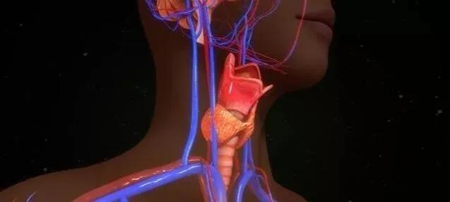小小甲状腺关乎大健康多吃这几种食物悄悄保护甲状腺