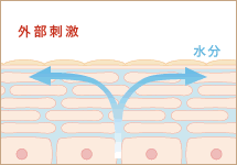导致皮肤屏障功能受损的原因很多,包括遗传, 年龄,环境因素(如干燥