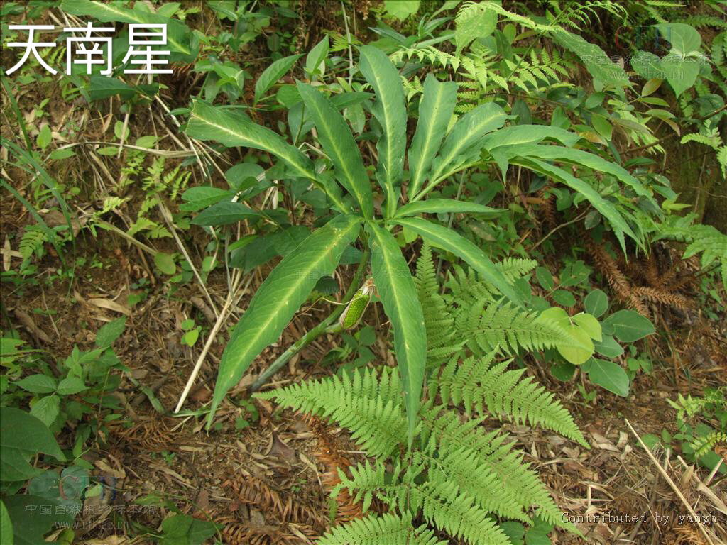 黄蓉推测断肠草可解情花毒的第2个理由