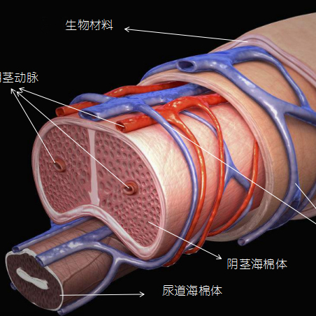 阴茎勃起过程分期