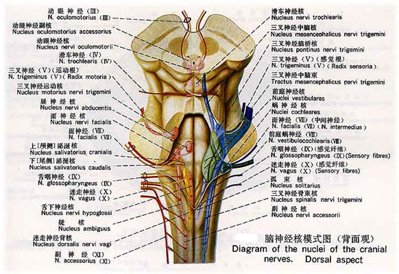 上界為視束平面(環繞中腦大腦腳,從視交叉行至外側膝狀體)