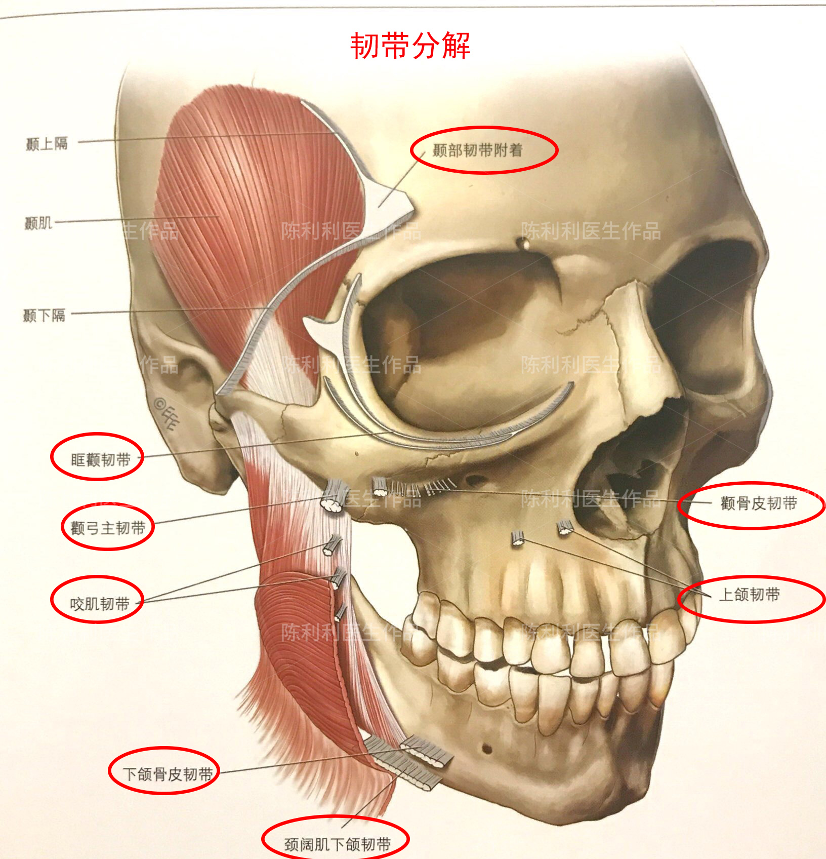 皮肤,皮下组织,面部表浅肌筋膜系统,支持韧带和间隙,骨膜和深筋膜