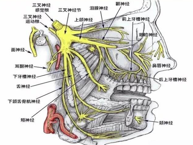 下嘴唇神经分布图图片