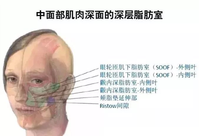 中面部肌肉深面的深层脂肪室面部外形解剖的第三个规律 肌肉跨过骨性