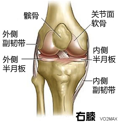 膝盖是人体最复杂的关节,大腿骨与小腿骨在 这里通过膝关节连接,需要