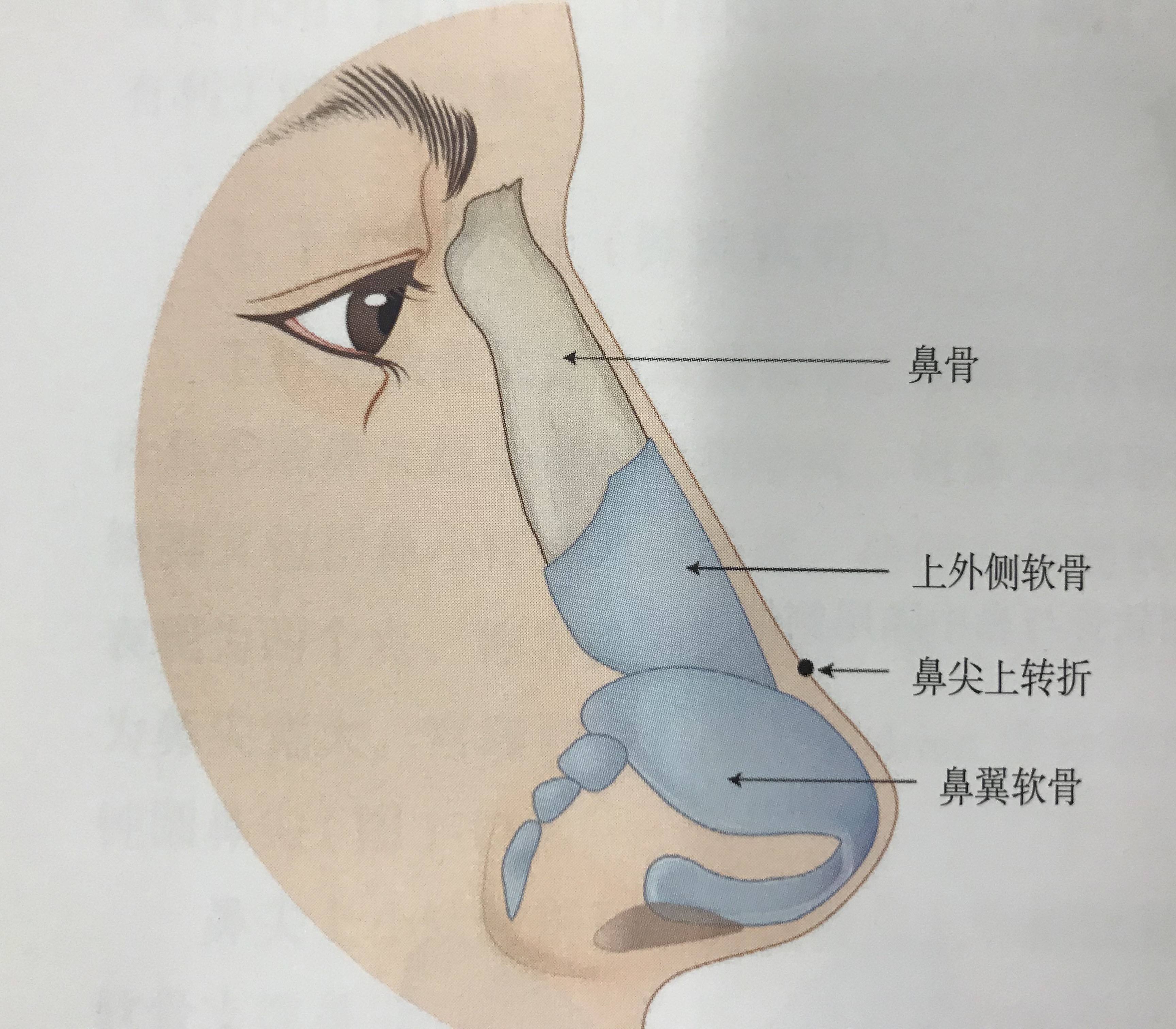 而其實鼻子是一個很複雜的人體結構組織,很多姑娘可能知道鼻子要有