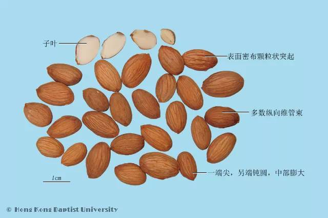 每天一味中草药:桃仁,活血化瘀,还可以润肠通便