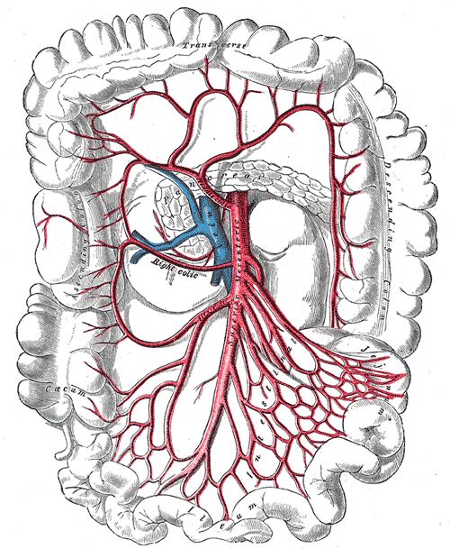 胰腺血管解剖图示意图图片