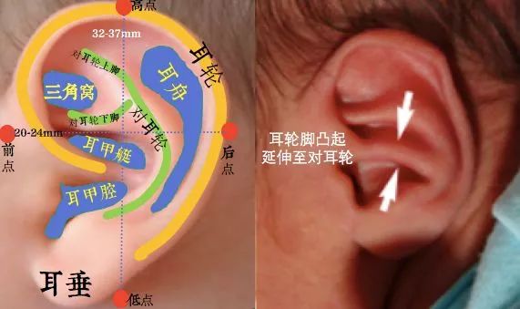宝宝听力发育图1~12月图片